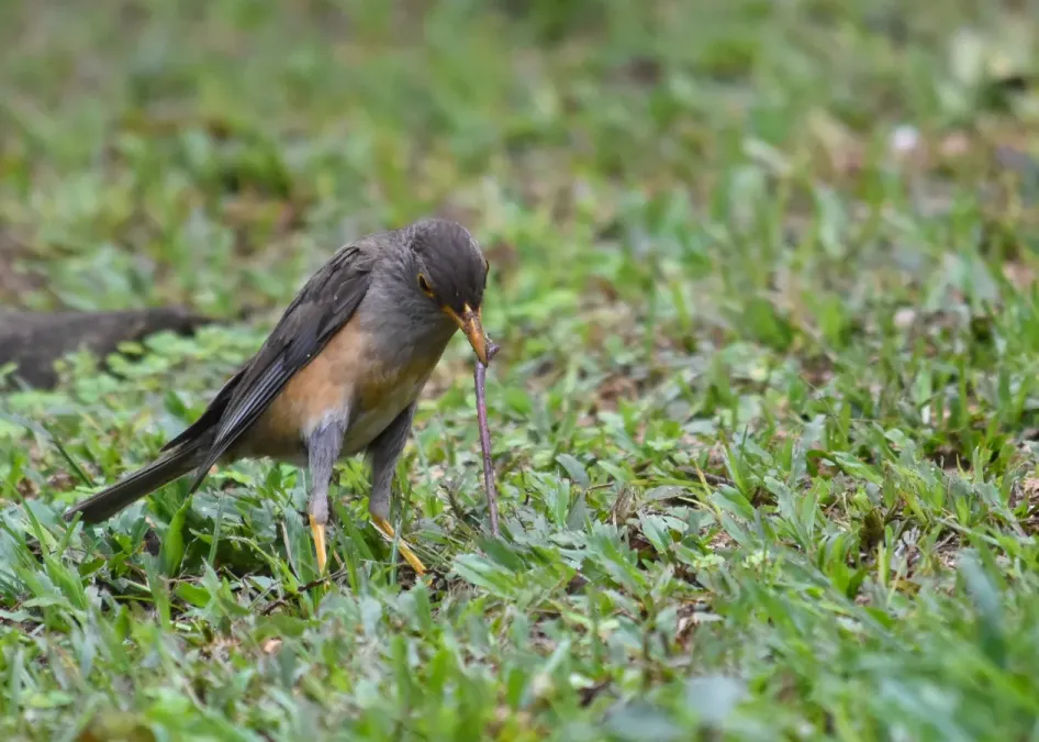 File:Island Thrush - Turdus poliocephalus.jpg