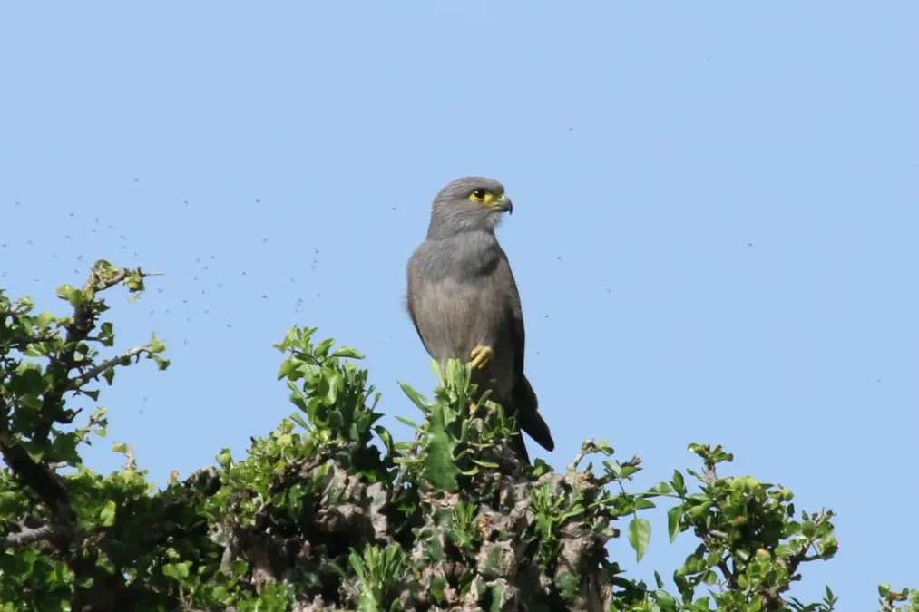 File:Falco ardosiaceus 1.jpg