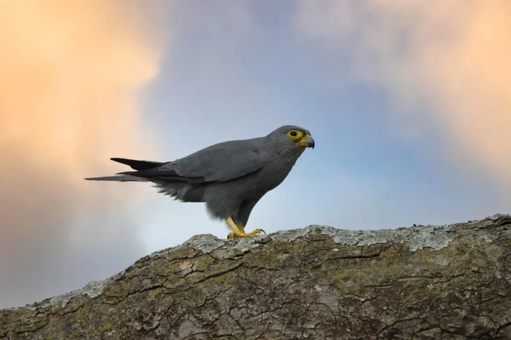 File:Falco ardosiaceus 2.jpg