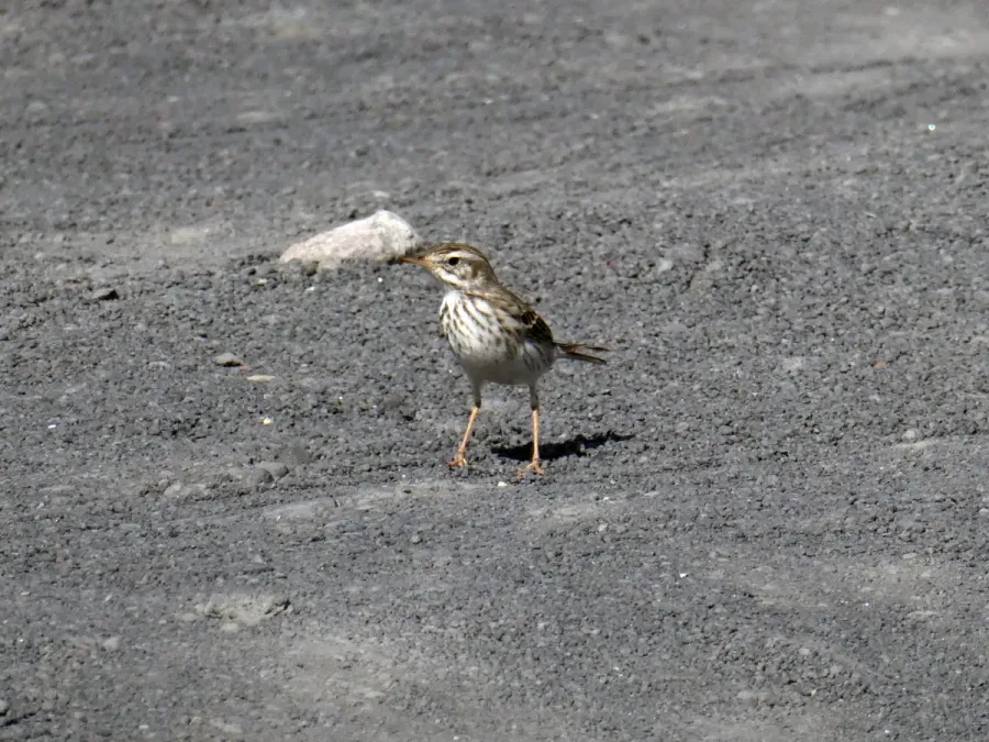 File:Anthus berthelotii, Fuencaliente 03.jpg