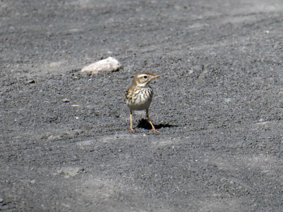 File:Anthus berthelotii, Fuencaliente 02.jpg