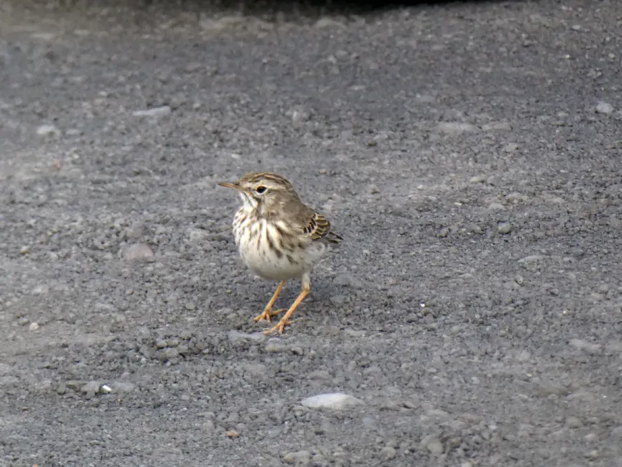 File:Anthus berthelotii, Fuencaliente 01.jpg