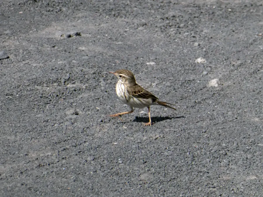 File:Anthus berthelotii, Fuencaliente 04.jpg