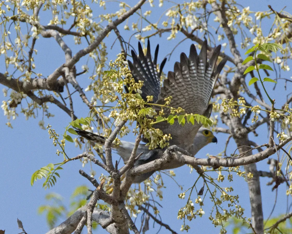 File:Falco dickinsoni.jpg