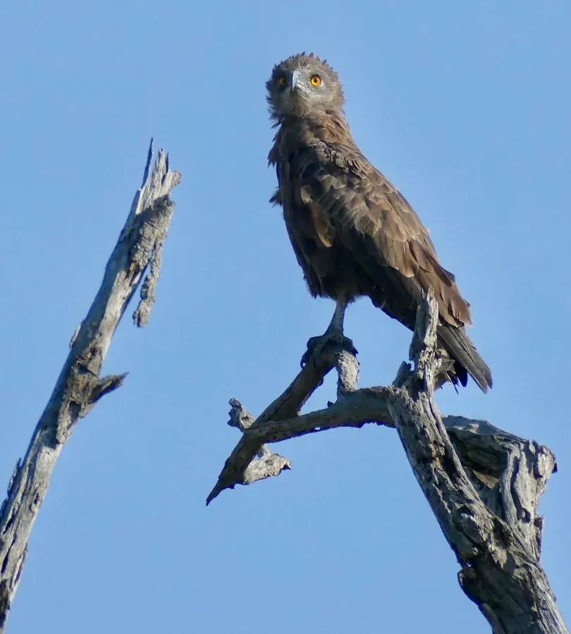 File:Day 38 Brown Snake-Eagle (Circaetus cinereus) (53289835258).jpg