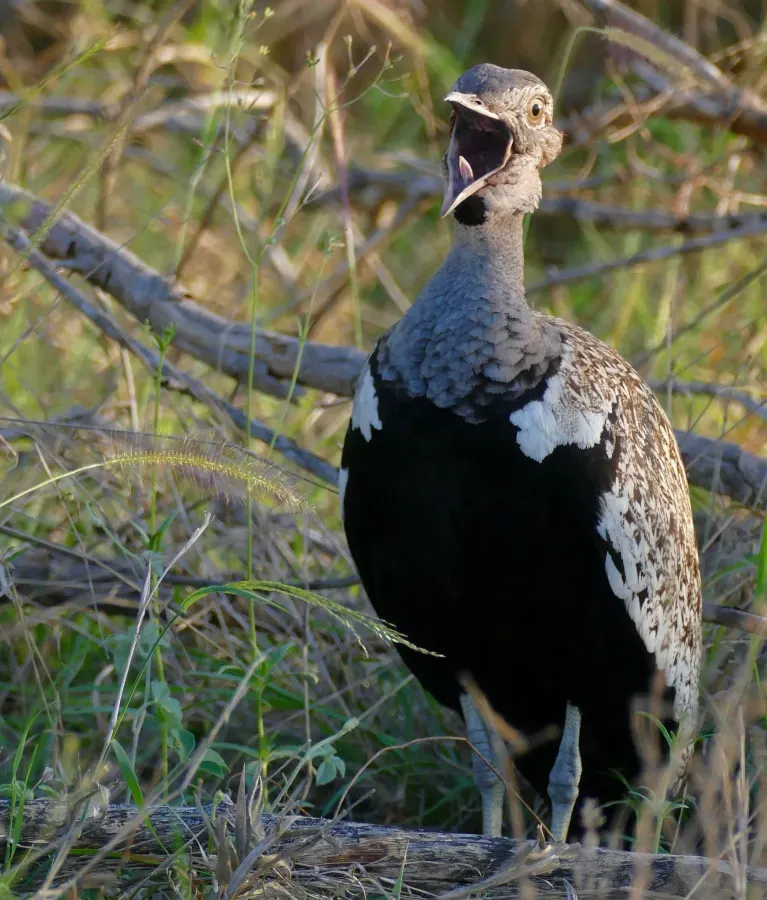 File:Day 36 Red-crested Bustard (Lophotis ruficrista) male calling ... (53286647122).jpg