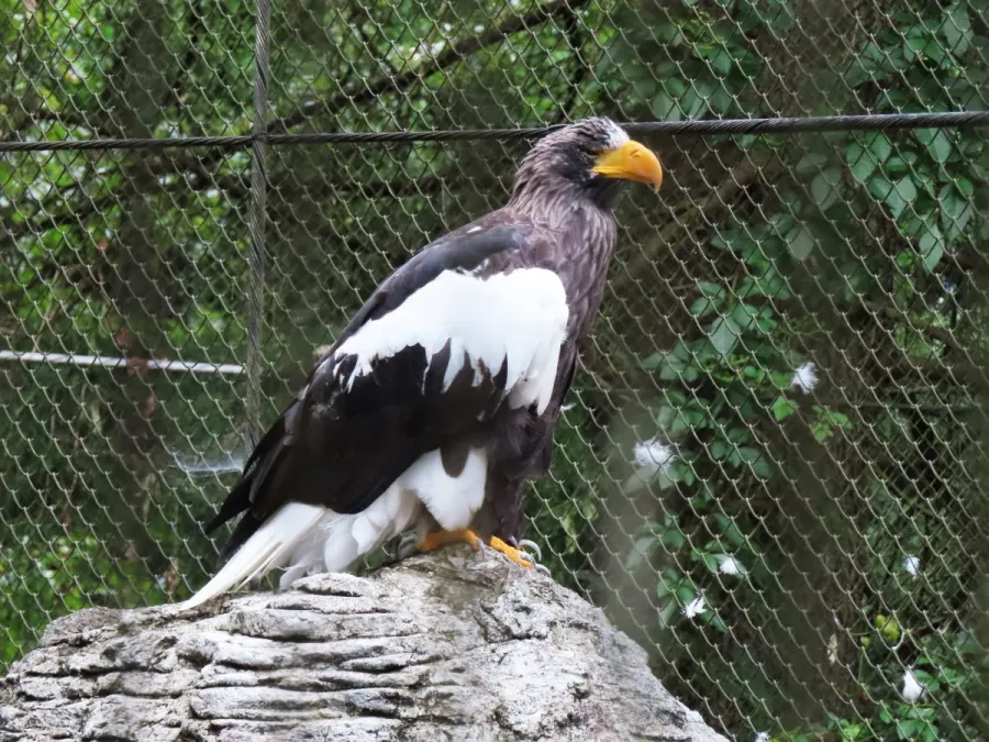 File:Steller's sea eagle (Haliaeetus pelagicus).jpg