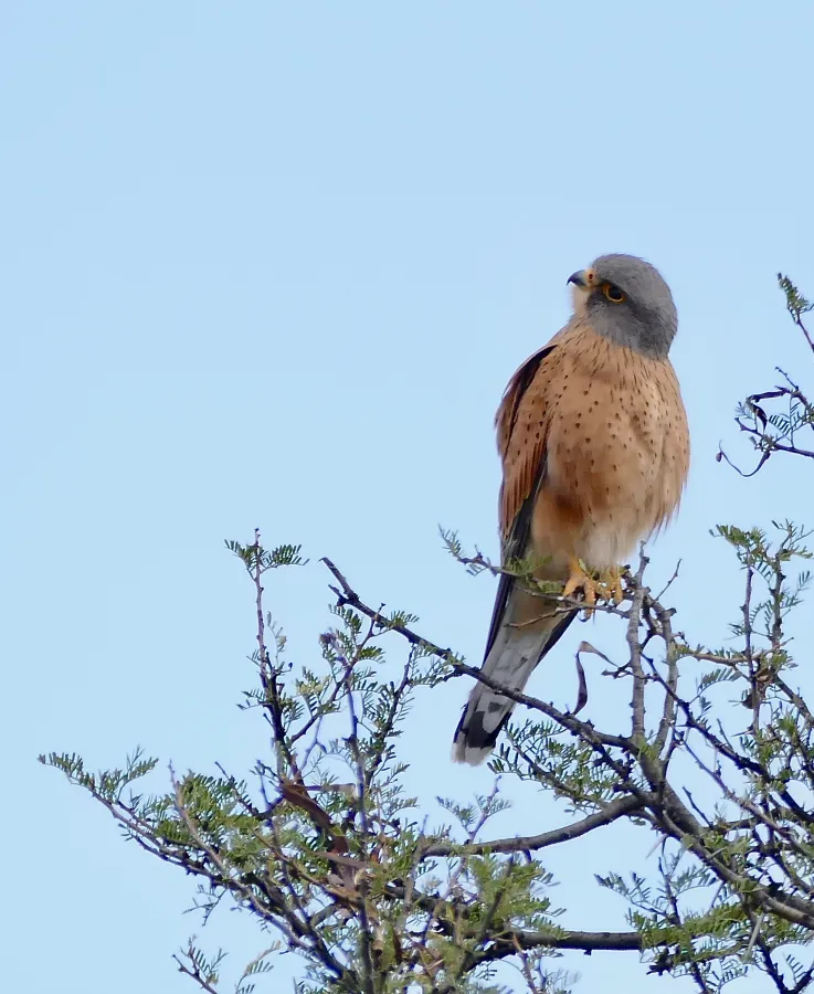 File:Rock Kestrel (Falco rupicolus).jpg