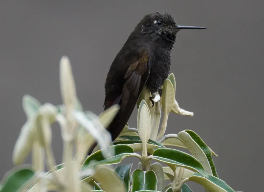 File:Metallura phoebe in Quebrada Santa Cruz cropped.jpg