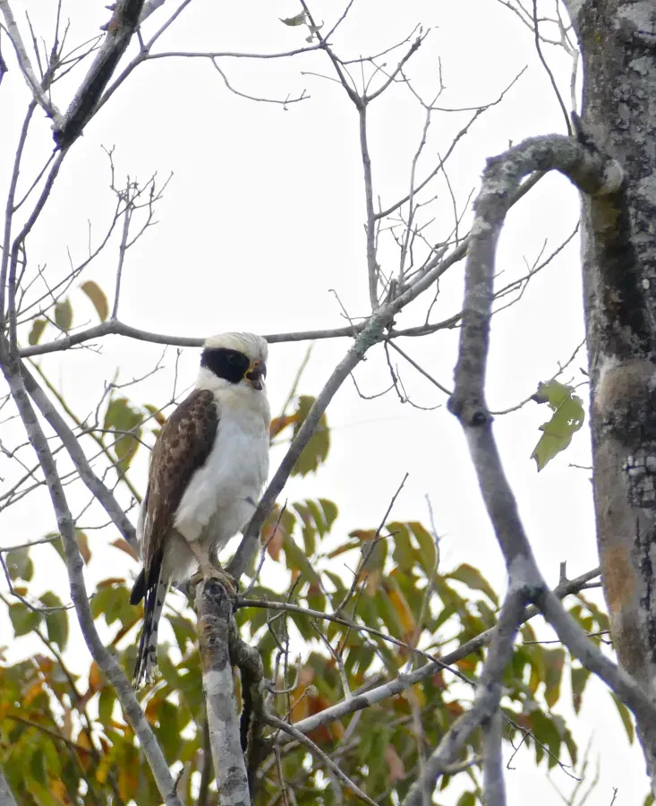 File:Laughing Falcon (Herpetotheres cachinnans) calling.jpg