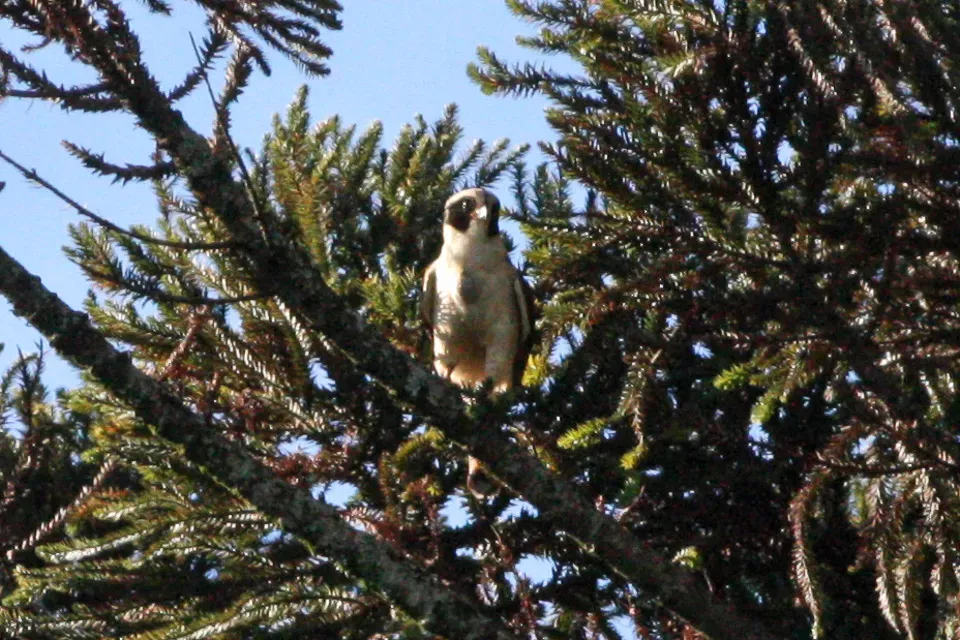 File:Laughing Falcon (Herpetotheres cachinnans) - 8077714497.jpg