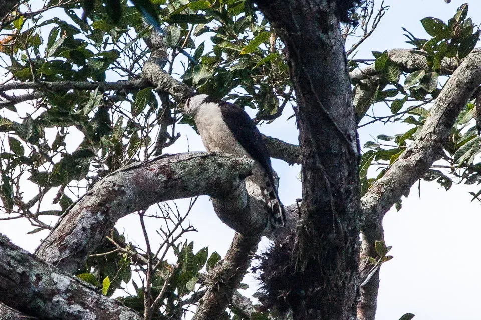 File:Collared Forest Falcon (Micrastur semitorquatus), San Blas, Nayarit.jpg