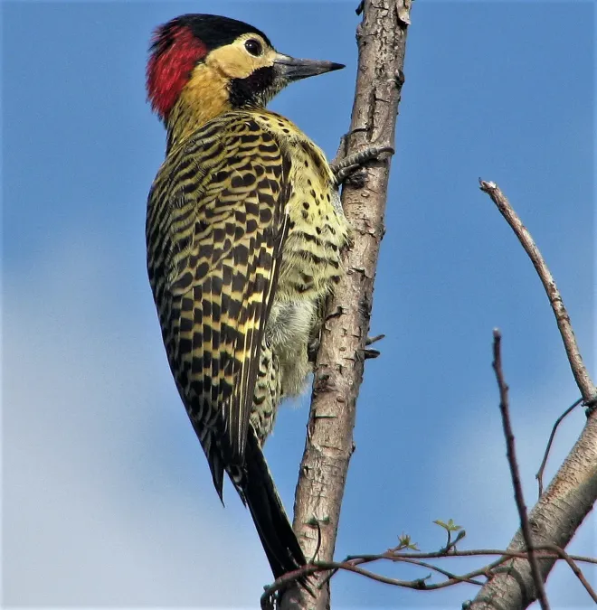 File:Colaptes melanochloros melanolaimus, CABA.jpg