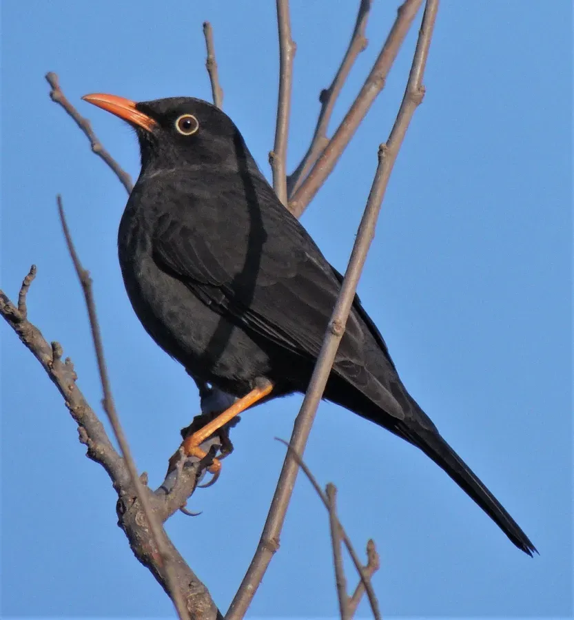 File:Turdus (chiguanco) anthracinus.jpg