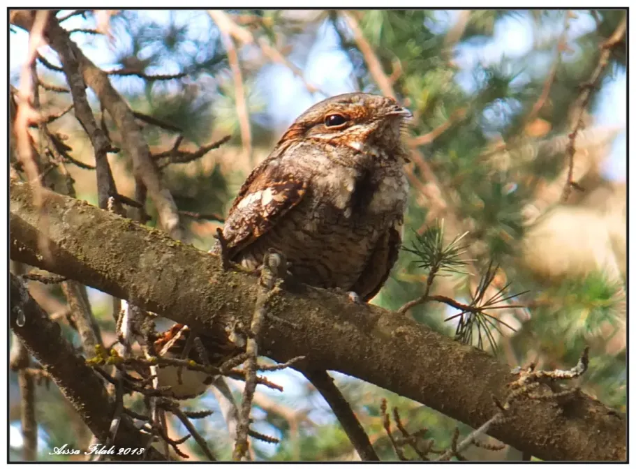 File:Red-necked nightjar (Caprimulgus ruficollis) in Algeria.jpg