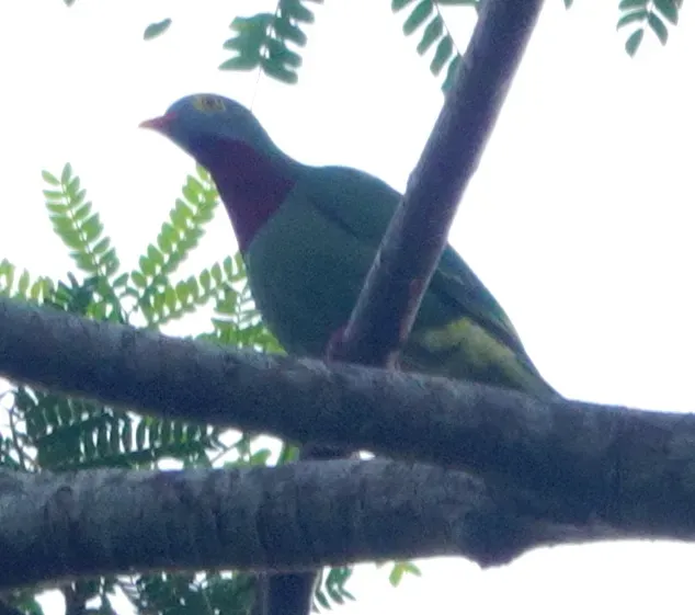 File:Ptilinopus viridis viridis 247453498.jpg