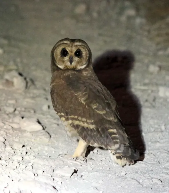 File:Asio capensis 261246078.jpg
