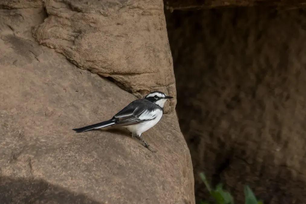 File:Motacilla samveasnae, Hat Chom Dao, Na Tan District, Thailand 1.jpg
