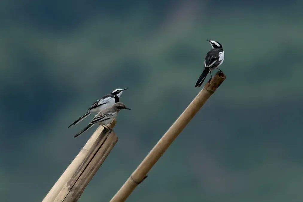 File:Motacilla samveasnae, Hat Chom Dao, Na Tan District, Thailand 2.jpg