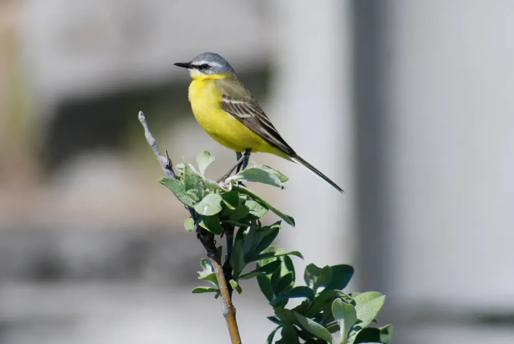 File:Eastern Yellow Wagtail (Motacilla tschutschensis tschutschensis), Provideniya, Chukotka, Russia 1.jpg