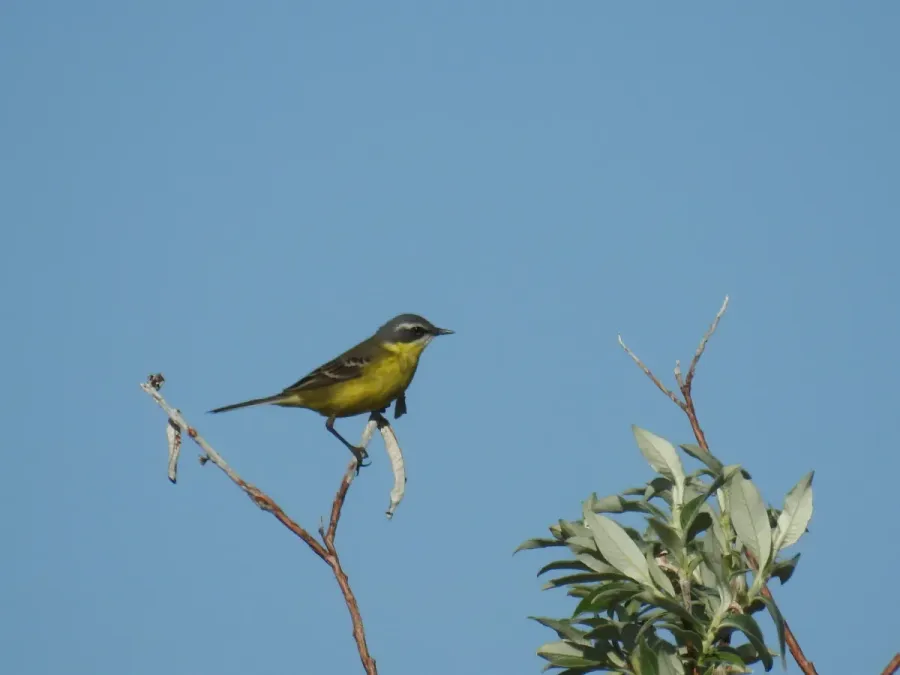 File:Eastern Yellow Wagtail (Motacilla tschutschensis tschutschensis), Nome, Alaska, USA 1.jpg