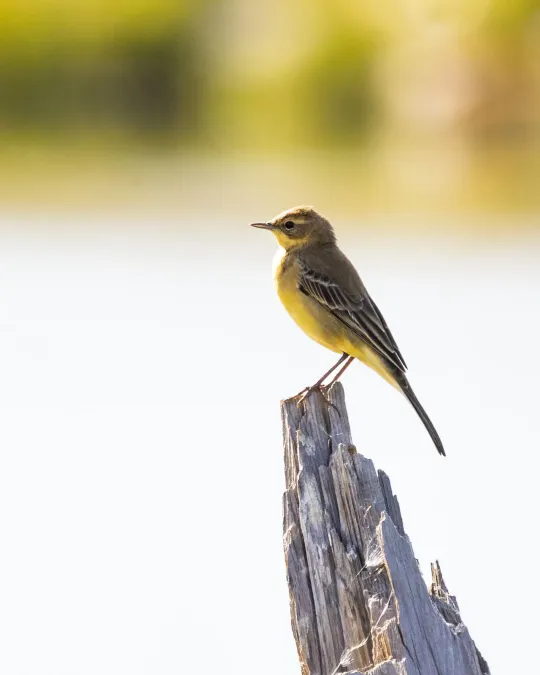 File:Eastern Yellow Wagtail (Motacilla tschutschensis tschutschensis), Norilsk, Krasnoyarsk, Russia 2.jpg
