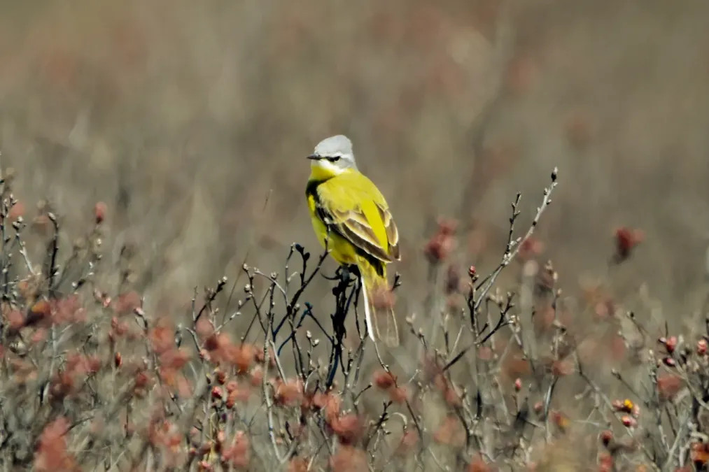 File:Eastern Yellow Wagtail (Motacilla tschutschensis tschutschensis), Kamchatka, Russia 02.jpg