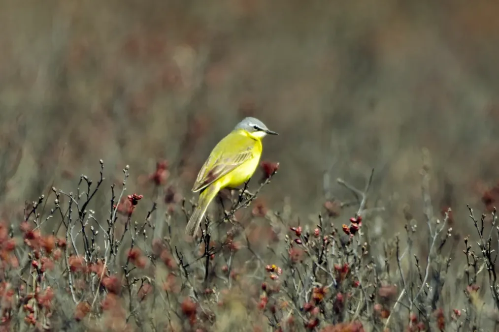 File:Eastern Yellow Wagtail (Motacilla tschutschensis tschutschensis), Kamchatka, Russia 03.jpg
