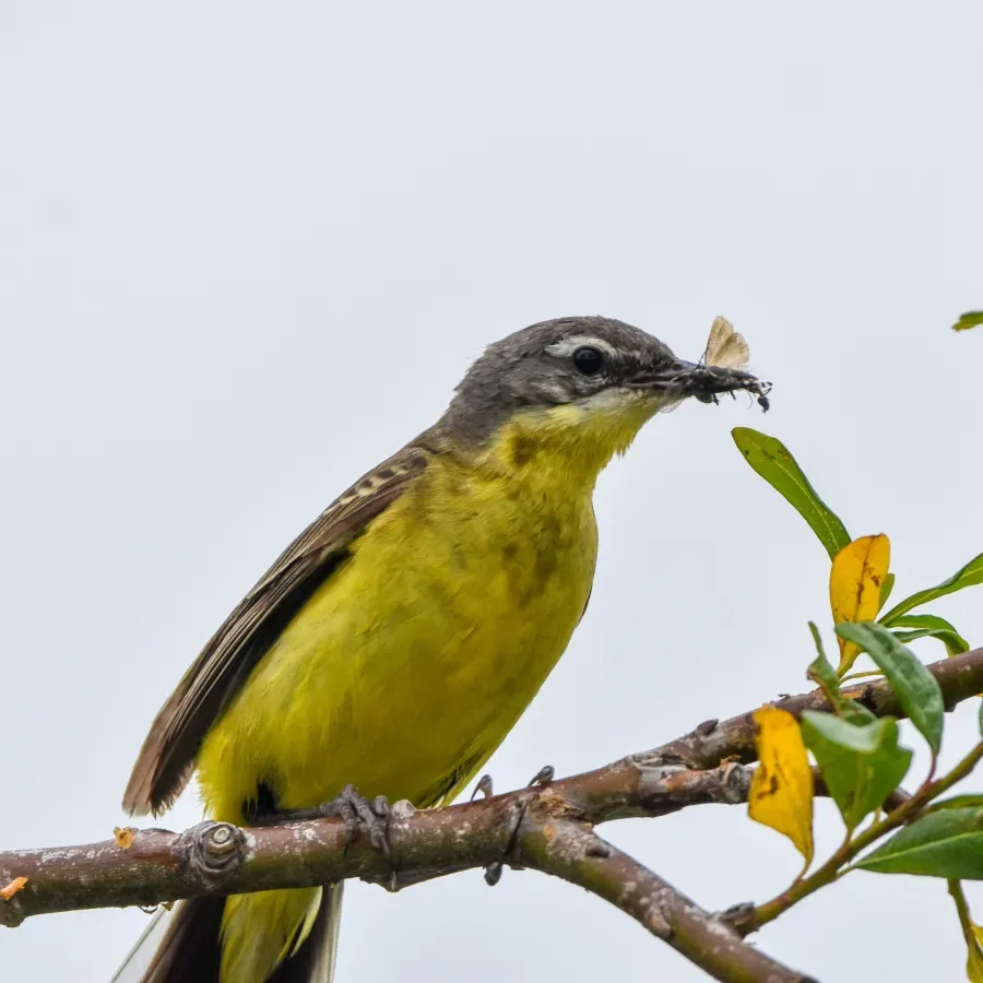 File:Eastern Yellow Wagtail (Motacilla tschutschensis tschutschensis), Kamchatka, Russia 04.jpg