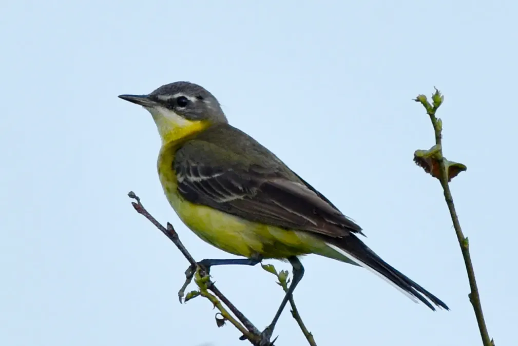 File:Eastern Yellow Wagtail (Motacilla tschutschensis tschutschensis), Kamchatka, Russia 12.jpg
