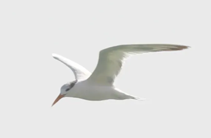 File:West african crested tern (Thalasseus albididorsalis) in Morocco.jpg