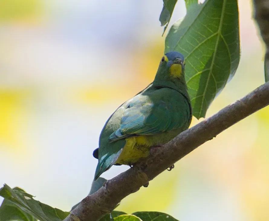 File:Ptilinopus monacha 107840878 (cropped).jpg