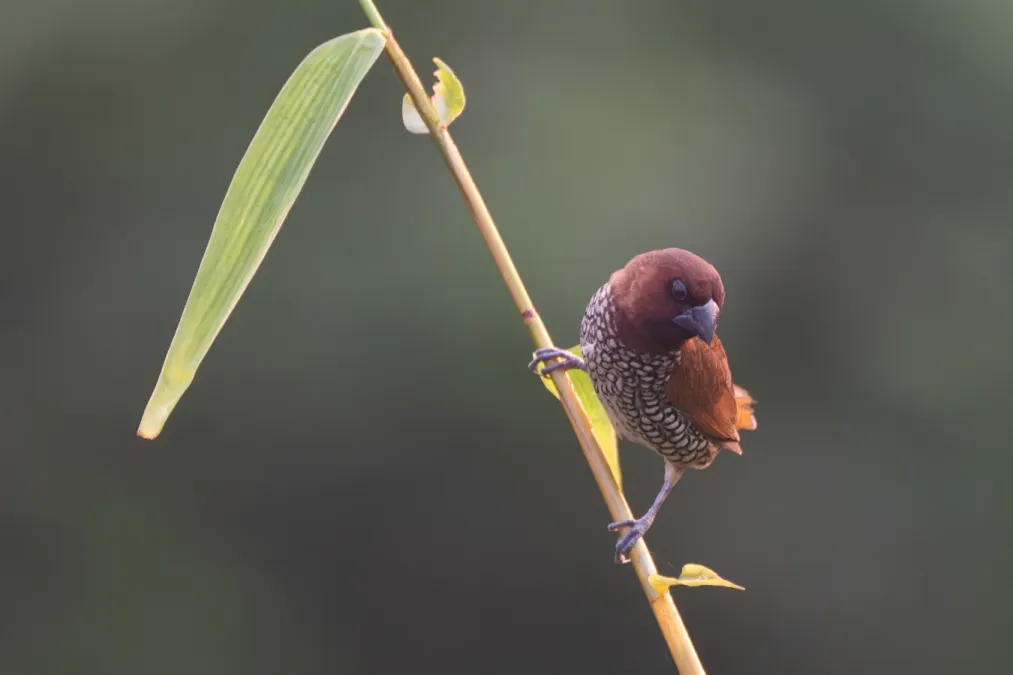 File:Scaly-breasted munia or spotted munia (Lonchura punctulata) at Dehradun, Uttarakhand 02.jpg