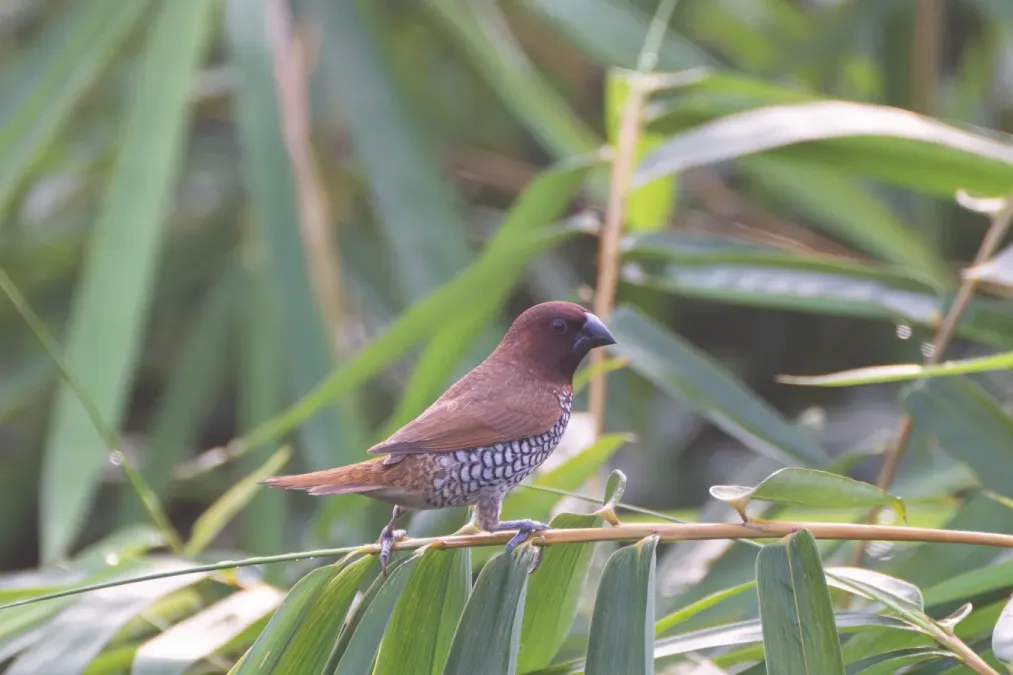 File:Scaly-breasted munia or spotted munia (Lonchura punctulata) at Dehradun, Uttarakhand 01.jpg