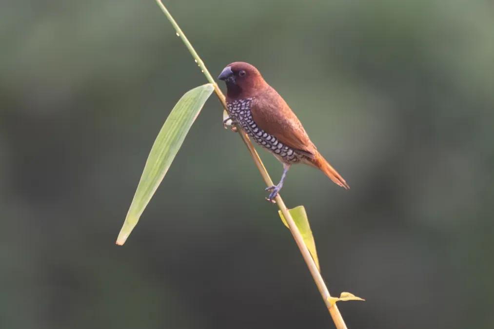 File:Scaly-breasted munia or spotted munia (Lonchura punctulata) at Dehradun, Uttarakhand 04.jpg