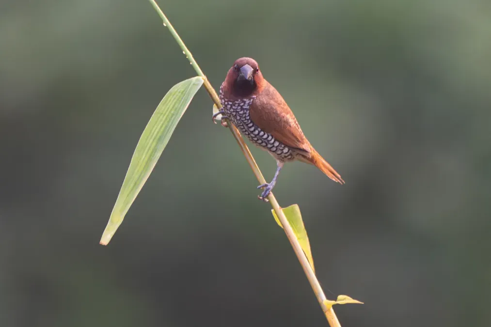 File:Scaly-breasted munia or spotted munia (Lonchura punctulata) at Dehradun, Uttarakhand 05.jpg