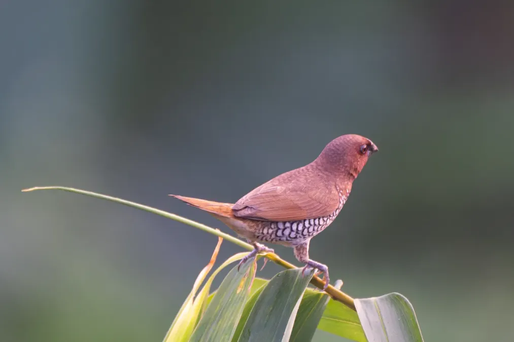 File:Scaly-breasted munia or spotted munia (Lonchura punctulata) at Dehradun, Uttarakhand 06.jpg
