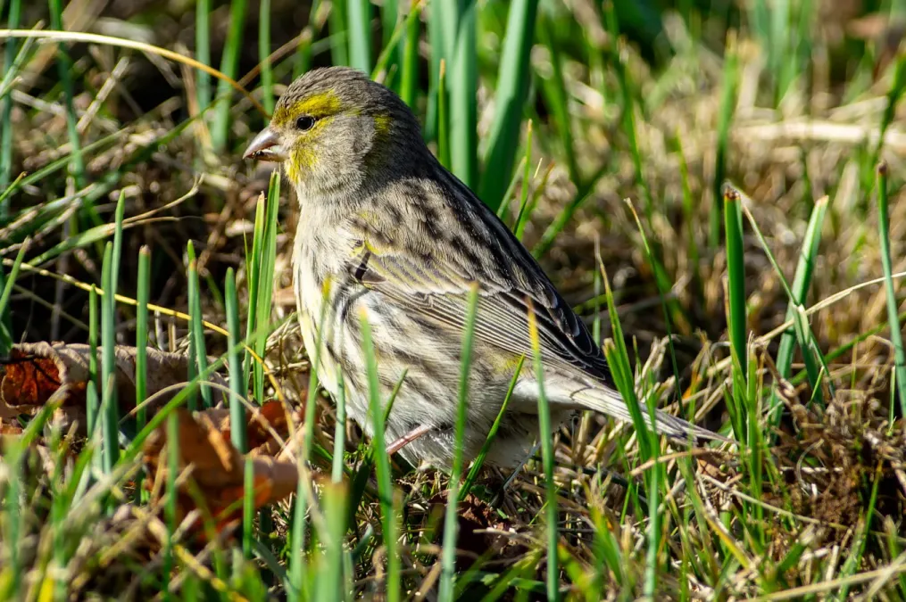 File:Atlantic canary (Serinus canaria).jpg