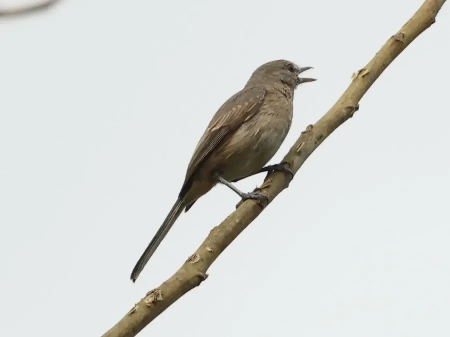 File:Fraseria plumbea plumbea, Buhaguzi, Uganda 1.jpg