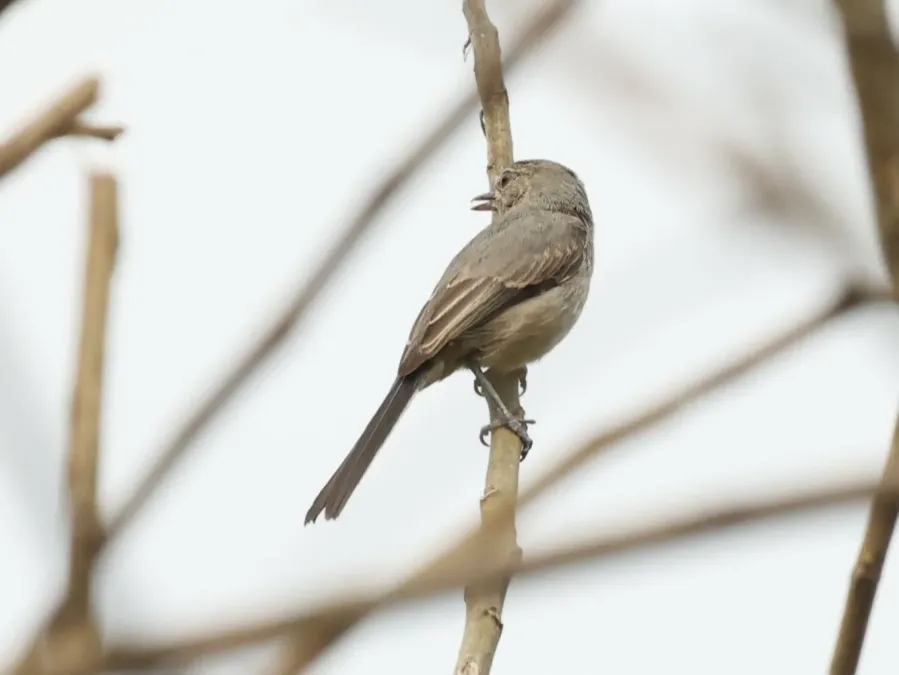 File:Fraseria plumbea plumbea, Buhaguzi, Uganda 3.jpg