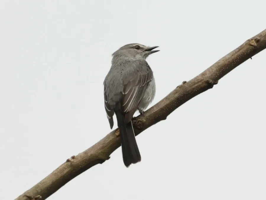 File:Fraseria plumbea plumbea, Buhaguzi, Uganda 6.jpg