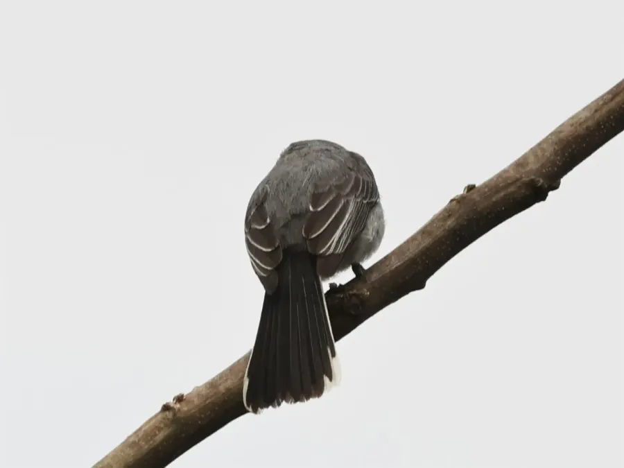 File:Fraseria plumbea plumbea, Buhaguzi, Uganda 7.jpg