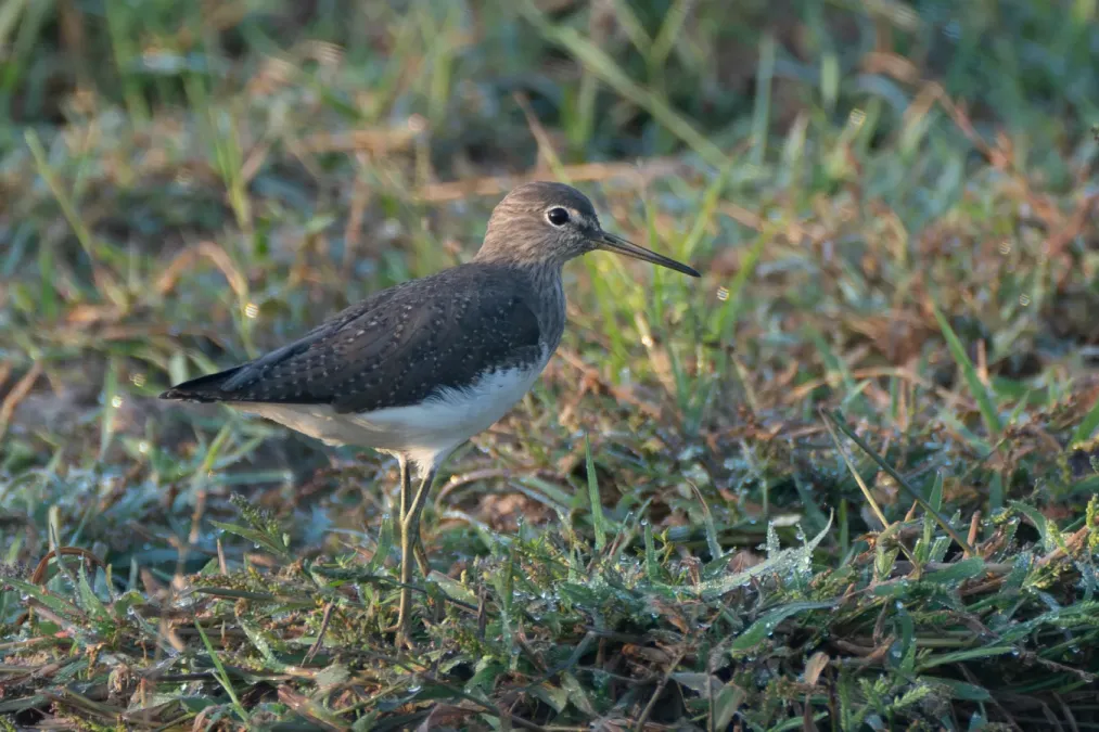 File:Green sandpiper (Tringa ochropus) in Patiala.jpg