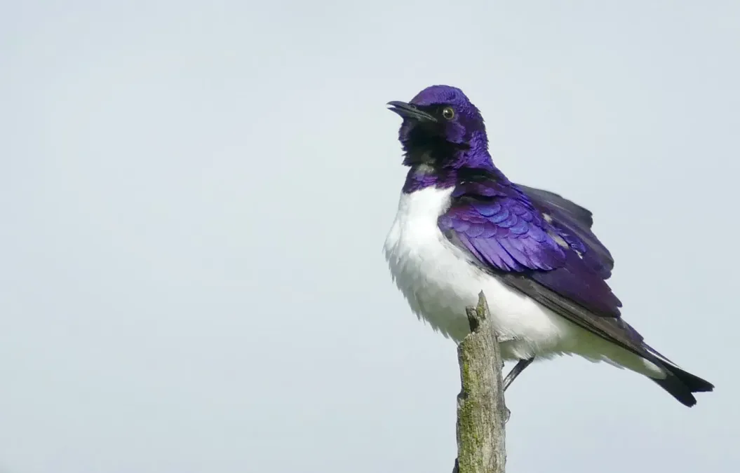 File:Day 43 Violet-Backed Starling (Cinnyricinclus leucogaster) male ... (53302313374).jpg
