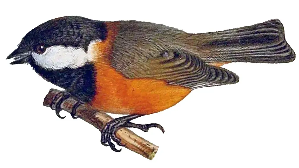 File:Poecile davidi 1891 1.jpg