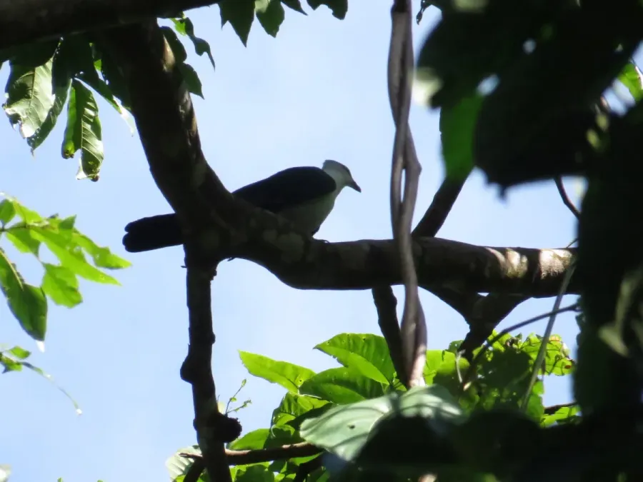 File:Reinwardtoena browni 50660691.jpg