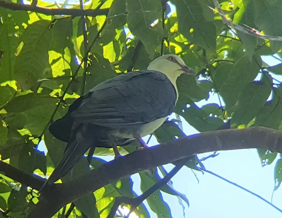 File:Reinwardtoena browni 50659581 (cropped).jpg