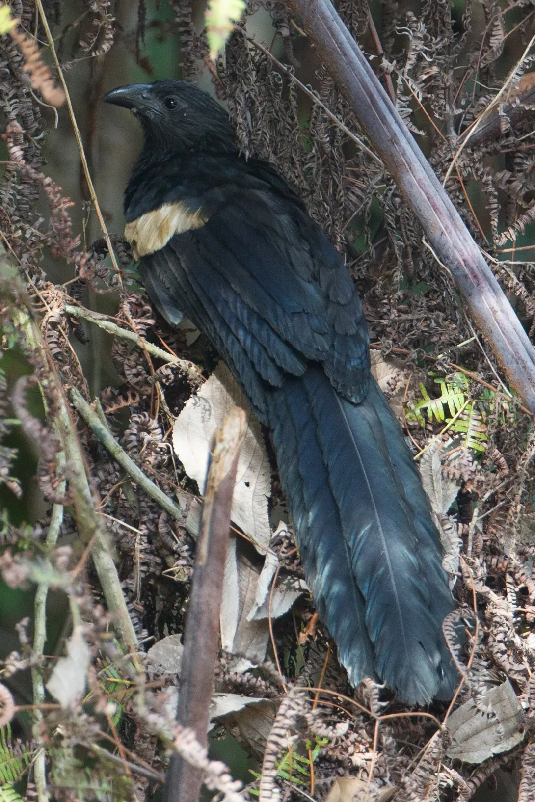 File:Centropus goliath 107893512.jpg