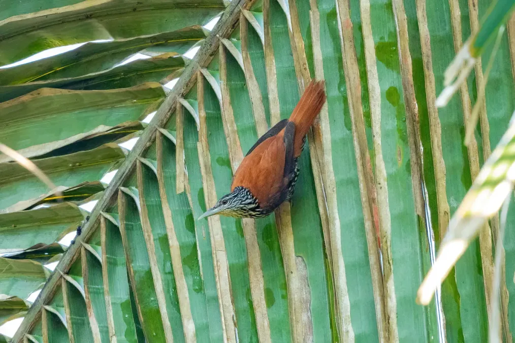 File:Berlepschia rikeri 313739218.jpg
