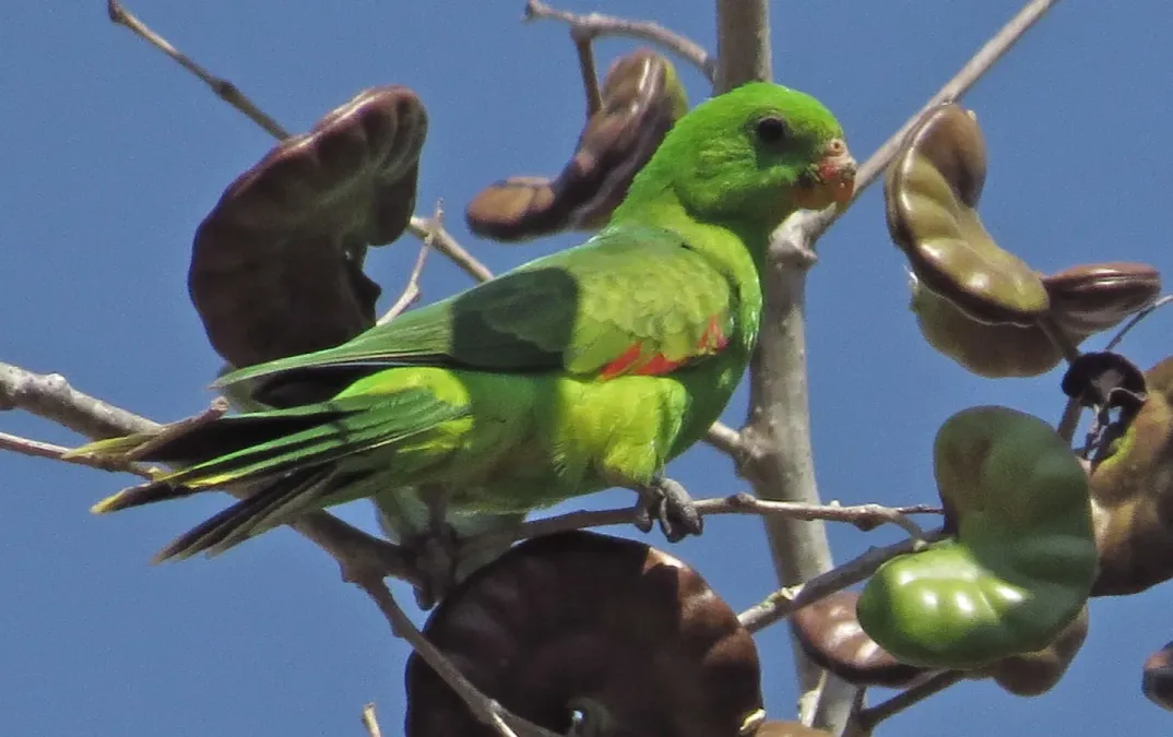 File:Aprosmictus jonquillaceus jonquillaceus 107995052.jpg